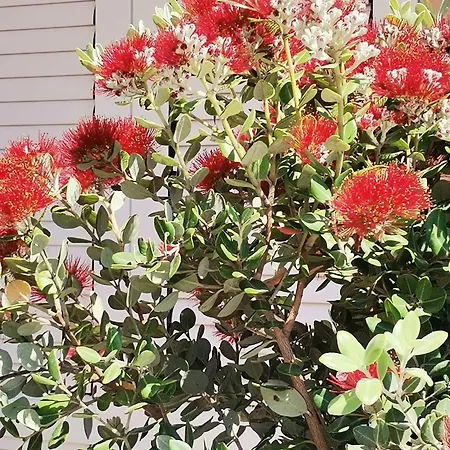 Roccesarde * Alghero